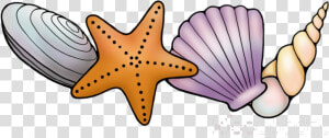 Seashell Long Border Transparent Clipart Starfish Png   Transparent Background Seashell Clipart  Png Download