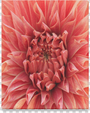 Bright Red Dahlia Flower Canvas Print 8 X10  HD Png Download