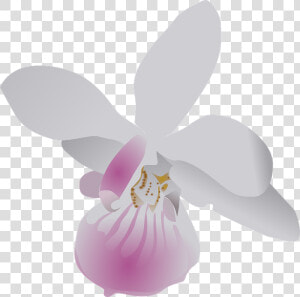 Butterfly  Orchid  Flower  Purple  White  Flora  Floral   Orchid Clip Art  HD Png Download