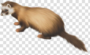 Ferret Png Clip Art   Black Footed Ferret Clipart  Transparent Png