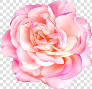 Png Клипарт Beautiful Flowers   Realistic Flowers  Transparent Png