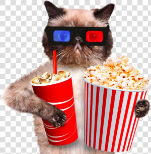 Popcorn Transparent Image   Cat And Popcorn  HD Png Download