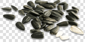 Free Png Download Sunflower Seed Png Png Images Background   Семечки Пнг  Transparent Png