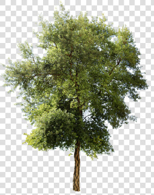 Mediterranean Trees  HD Png Download