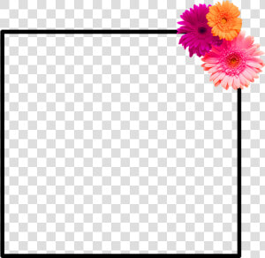  frame  flower Frame  flower  spring Is Coming  hellospring   Gerbera  HD Png Download