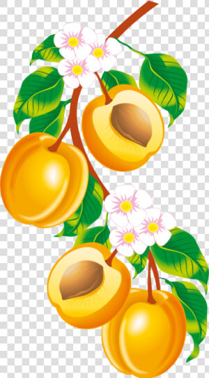 Peach Fruit  Clip Art  Illustrations  Pictures   Peach Border Clip Art  HD Png Download