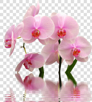 Flower flowering Plant moth Orchid cut Of The Philippines sweet   High Res Png Orchid  Transparent Png