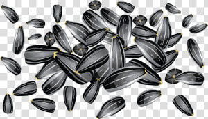 Sunflower Seeds Png Image   Sunflower Seed Vector Free  Transparent Png