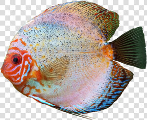 Discus Fish Transparent Background Image   Colourful Fish Transparent  HD Png Download