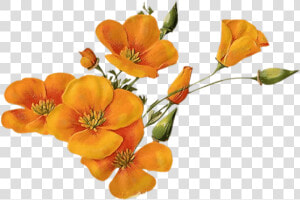 Orange Flower Png   Transparent Background Orange Flowers Png  Png Download