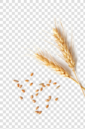 Wheat Png Clipart   Single Wheat Grain Png  Transparent Png