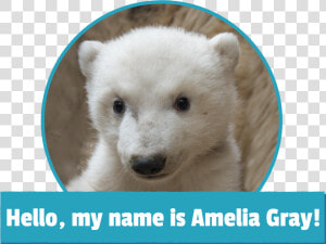 Amelia Gray Polar Bear  HD Png Download