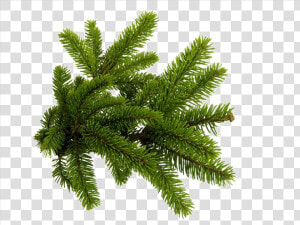 Spruce Branch Png   Fir Tree Branch Png  Transparent Png