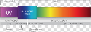 Blue Light Spectrum   Light Spectrum Blue Light  HD Png Download