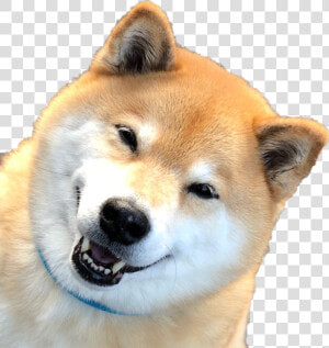  shibainu  shibe  doge  kawaii   Akita Inu  HD Png Download