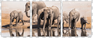 Save The Elephants  HD Png Download