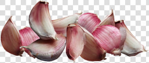 Ajo  Vegetales  Cocinar  La Nutrición  Los Alimentos   Ail Png  Transparent Png