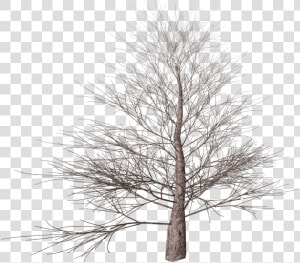 Winter Tree   Portable Network Graphics  HD Png Download