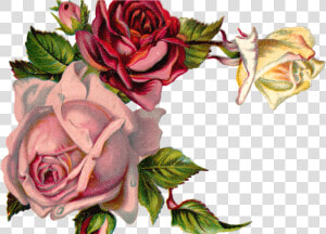 Free Digital Flower Pink Rose Corner Design   Vintage Flower Graphic Png  Transparent Png