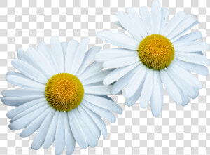 Nobile   Bunga Daisy Png  Transparent Png