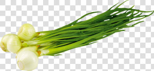 Leek Png   Лук Зеленый Пнг  Transparent Png