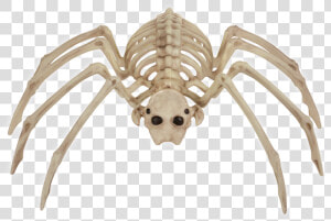 Spider Bonez   Spider  HD Png Download