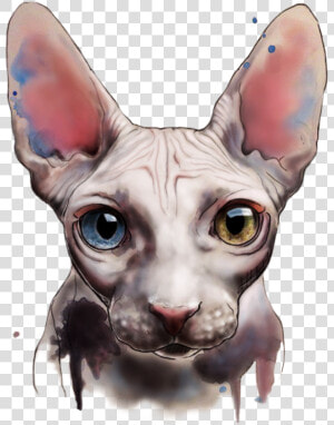 Vector Cats American Curl   Hairless Cat Watercolour  HD Png Download