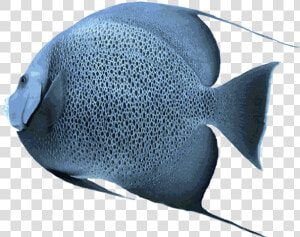 Angelfish Transparent Png   Saltwater Picture Of Angelfish  Png Download