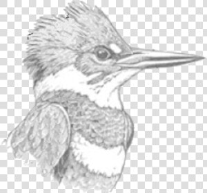 Doas Kingfisher Logo   Belted Kingfisher  HD Png Download