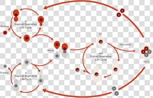 What Is Yeast Yeast Life Cycle  HD Png Download