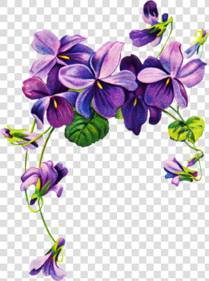 African Violets Border Clip Art Free Vintage Violet   Violet Png  Transparent Png