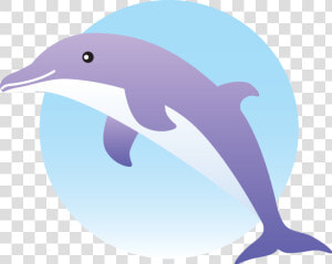 Clipart Dolphin Vector   Common Bottlenose Dolphin  HD Png Download