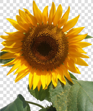 Sun Flower Isolated Yellow Flowers Free Picture   Bunga Matahari Animasi Pearl  HD Png Download