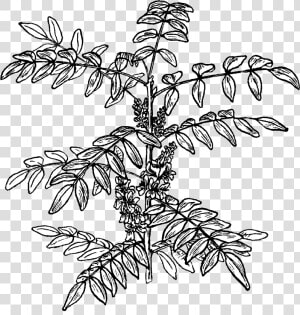 Indigo Plant   Indigofera Png  Transparent Png