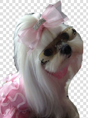  maltese  princess  dog  doglover  dogday  poppy  cute   Maltese Dog With Sunglasses  HD Png Download