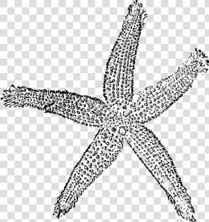 Starfish  Sea Star  Sea Life  Marine Life  Nautical   Navy Blue Starfish Clipart  HD Png Download