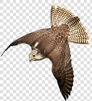 Download Free Falcon Birds Png Transparent Images Transparent   Bird Of Prey Transparent  Png Download