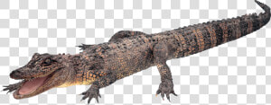 Crocodile  Gator Png   Alligator Transparent Background  Png Download