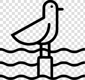 Seagull  HD Png Download