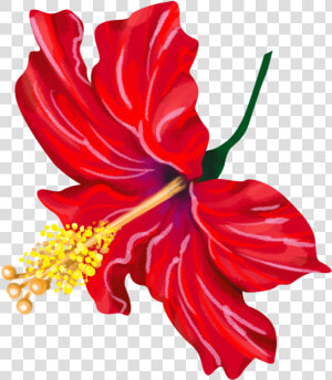 Chinese Hibiscus Clipart   Png Download   Chinese Hibiscus  Transparent Png