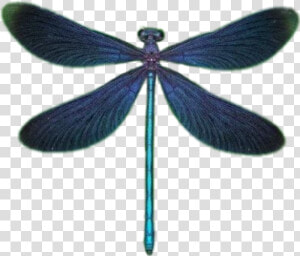  dragonfly  dragonflywings  wings  стрекоза  крылья   Damselfly  HD Png Download