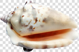 37121   Seashells On A Transparent Ground  HD Png Download