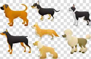 Dogs  Poodle  Large Dogs  Terrier  Pet  Animal  Play   Dogs Body Language  HD Png Download