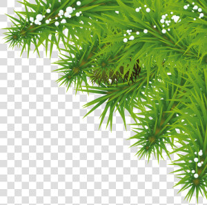 Tree Branches With Leaves Png   Tree Png Background Hd  Transparent Png