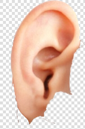 Ear Free Download Png   Ear  Transparent Png