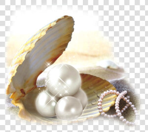 Oyster Pearl Png   Shell With Pearl Png  Transparent Png