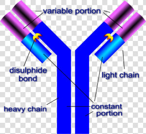 Structure Of Antibody  HD Png Download