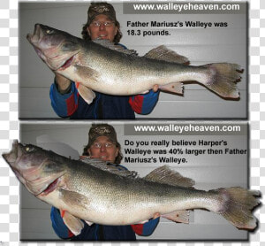 Transparent Walleye Png   World Record Walleye Length  Png Download