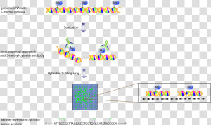 Chip Fig 4   Tiling Array  HD Png Download