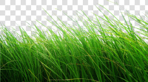 Cb Editing Flower Grass Png   Cb Background Hd Grass  Transparent Png